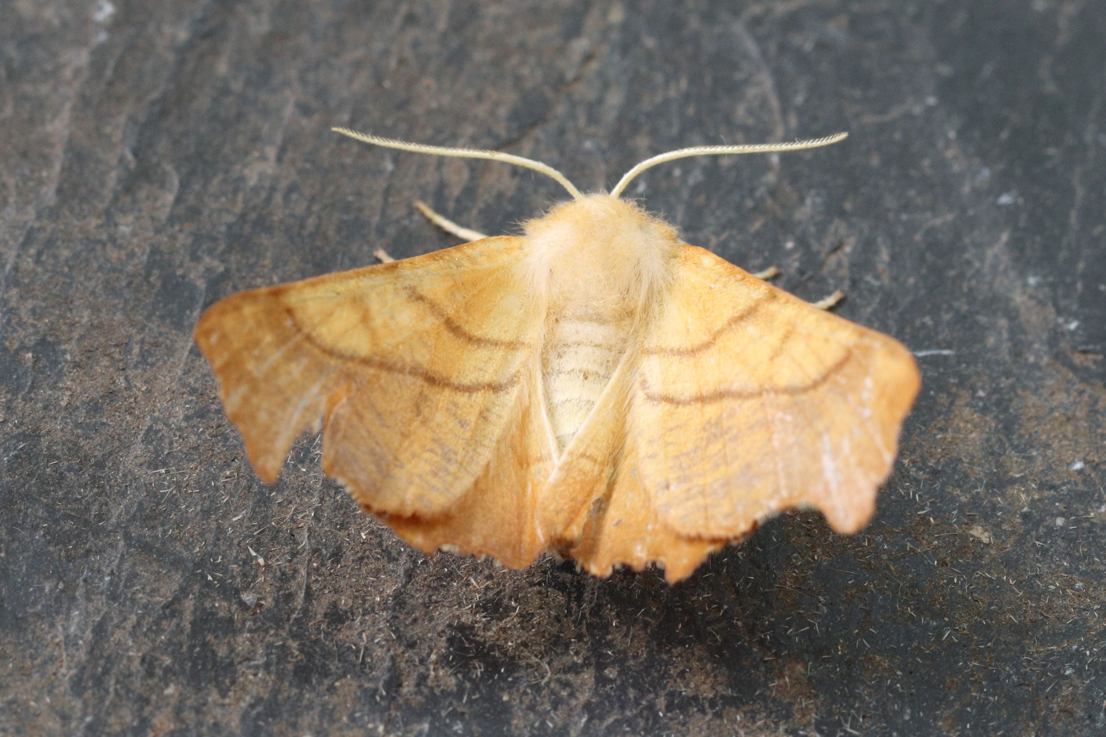 Photo of Dusky Thorn (Ennomos fuscantaria)